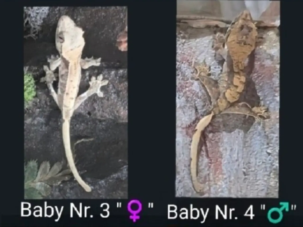 Billede 3 - Kronegekko babyer sælges 