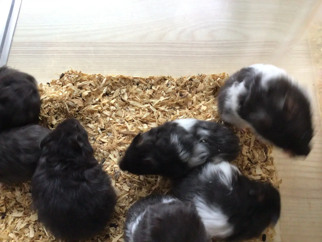 Billede 3 - Guldhamster unger