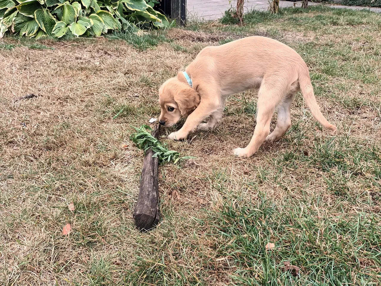 Billede 3 - Golden doodle tæve