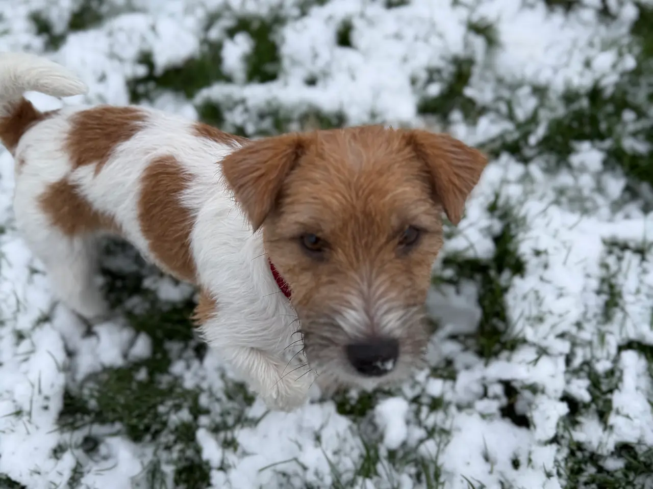 Billede 12 - 7 fine Jack russel hvalpe 🐶