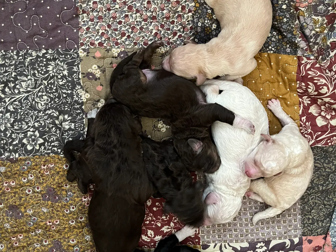 Billede 1 - Labradoodle hvalpe