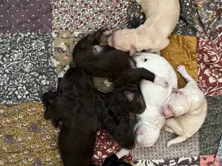 Labradoodle hvalpe
