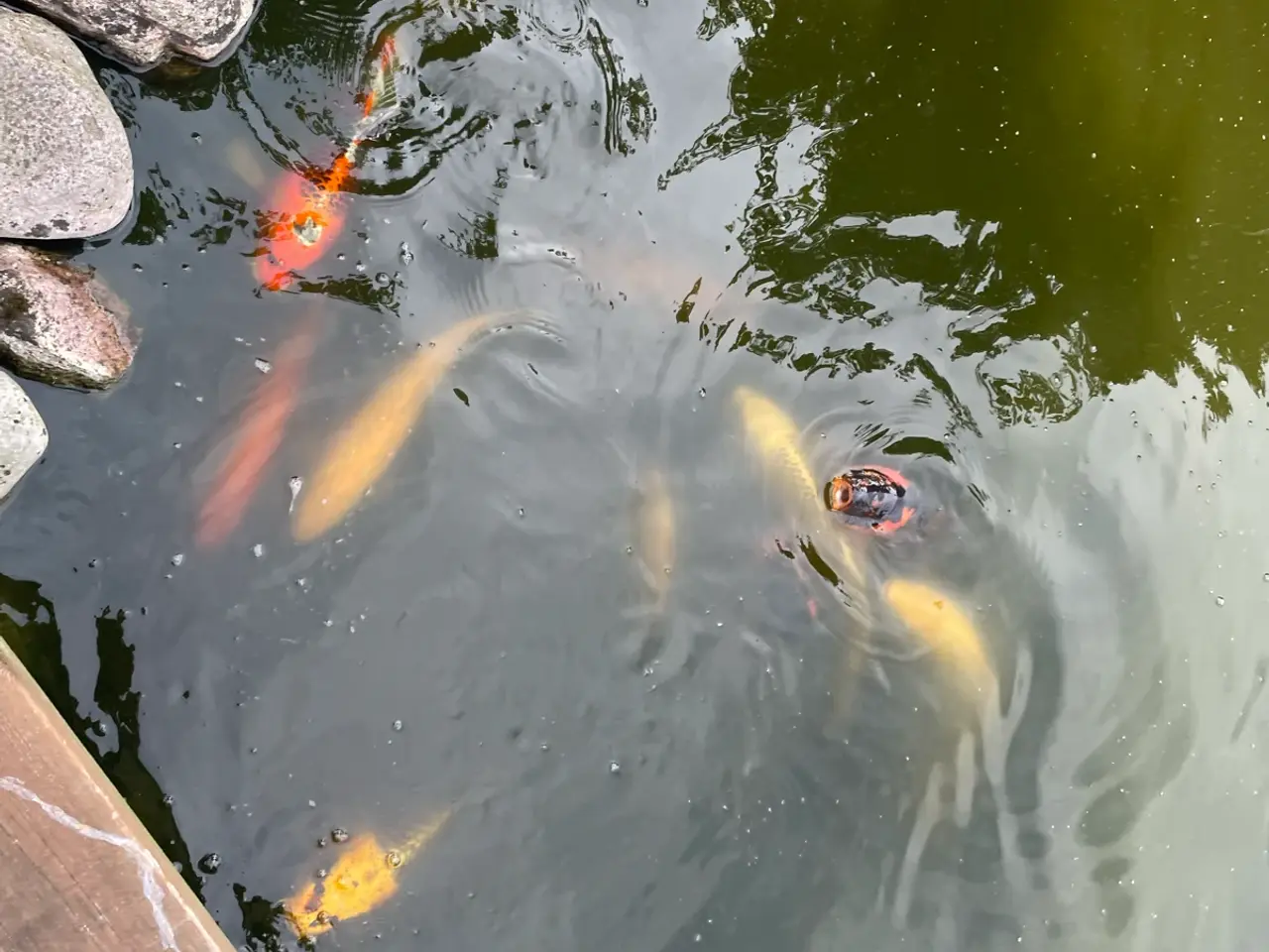 Billede 18 - Koi karper 20 til 45 cm