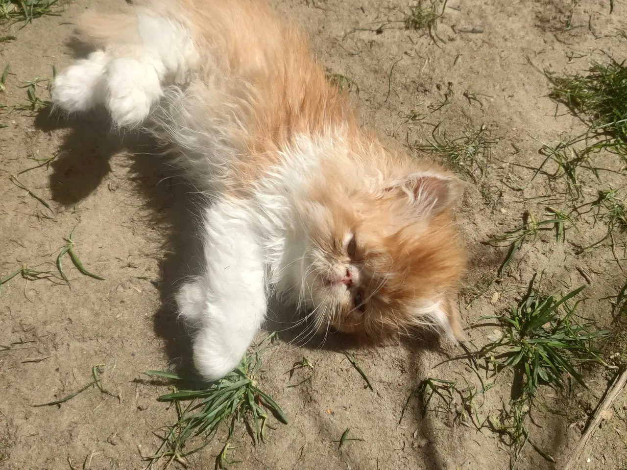 Billede 4 - Perser killinger 