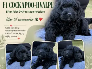 🖤 SMÅ SORTE HJERTEKNUSERE SØGER DERES FAMILIER 🖤