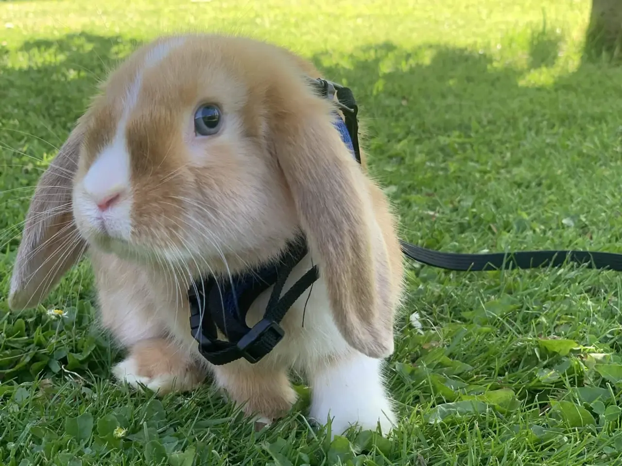 Billede 1 - 🐰💕 Søde Rosé søger nyt hjem 💕
