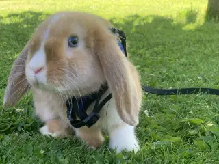 🐰💕 Søde Rosé søger nyt hjem 💕