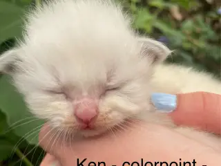 Sjældne farver, blide kæmper