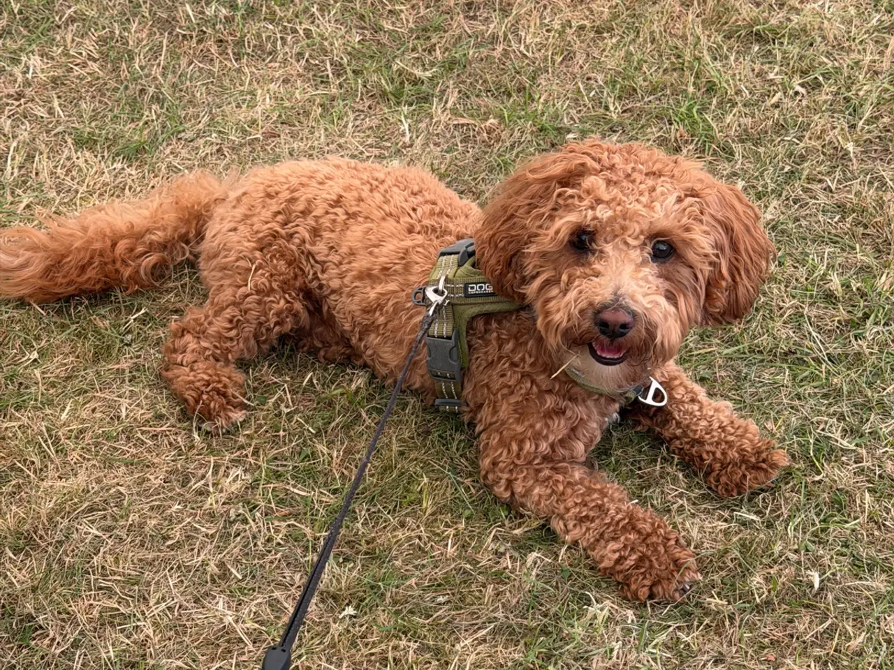 Billede 1 - Hanhund - havapoo - tilbydes til parring