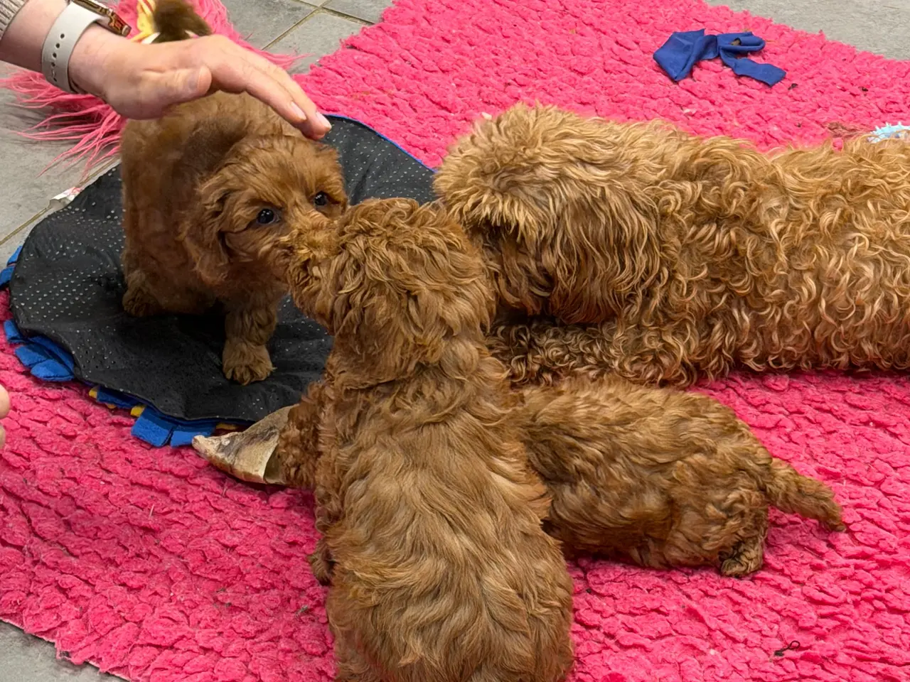 Billede 12 - 🐾✨ Skønne Mini Maltipoo hvalpe klar juli/August