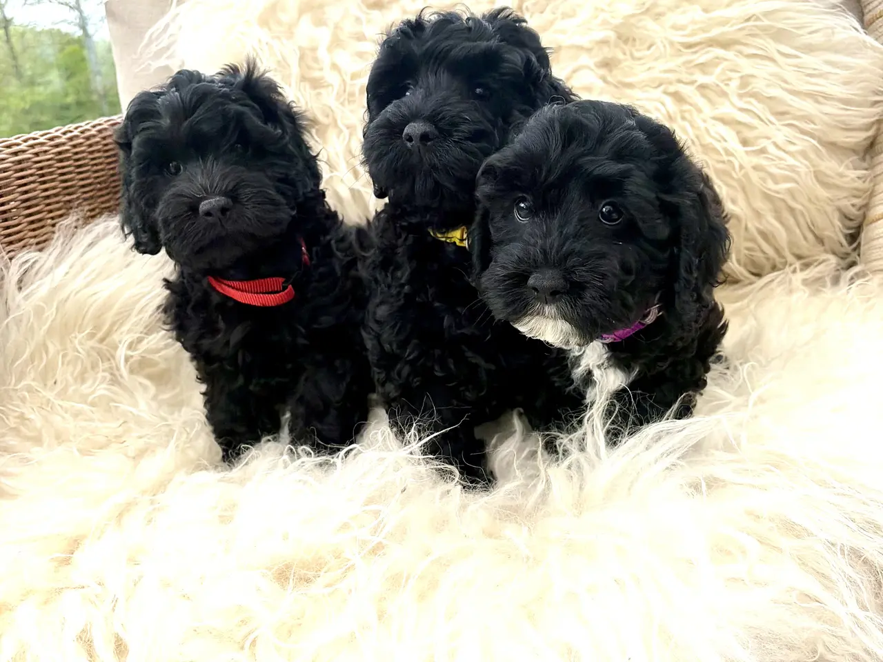 Billede 3 - De smukkeste små fine Cavapoo drenge