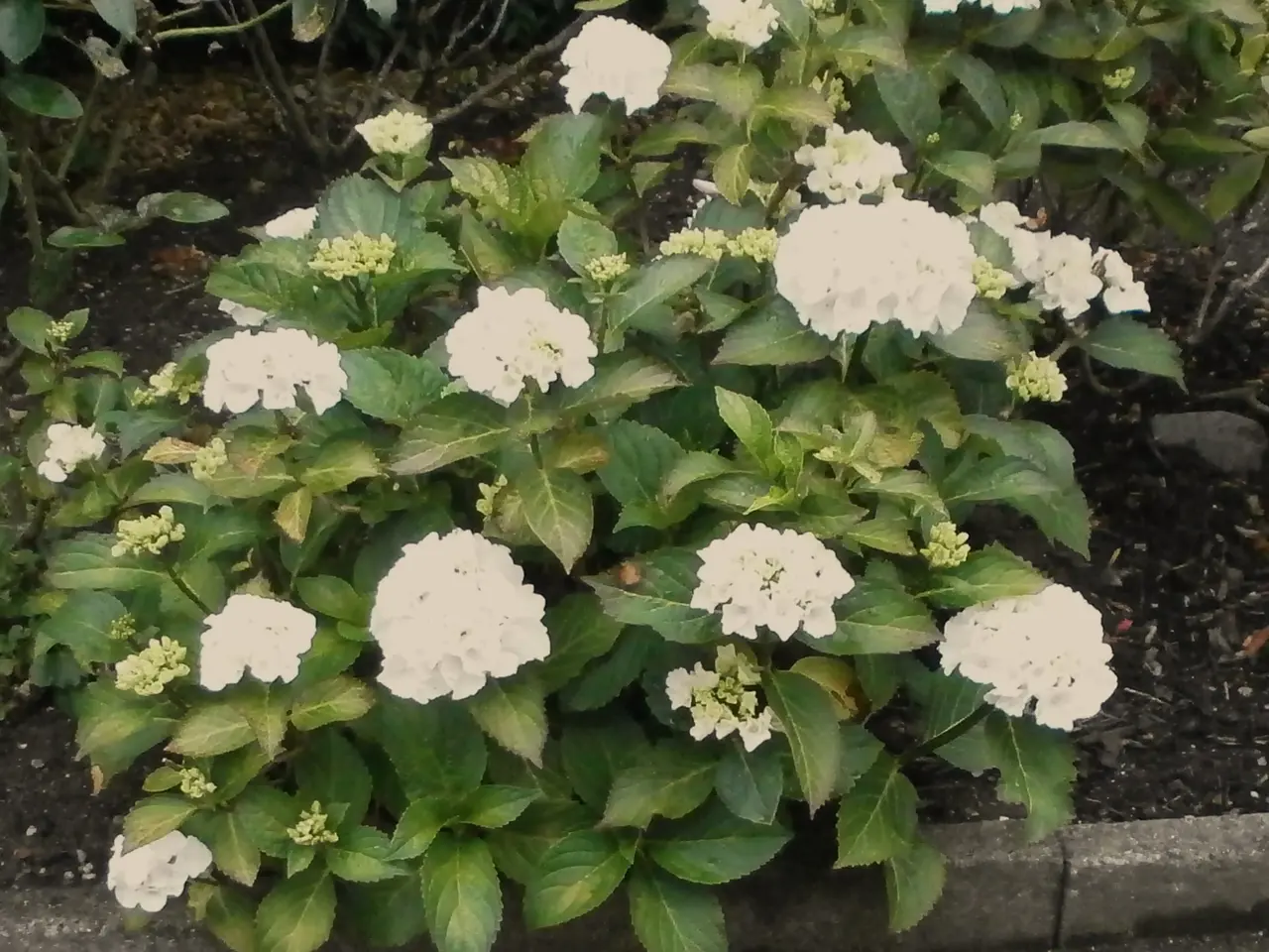 Billede 2 - Pæn HVID Hortensia busk sælges.