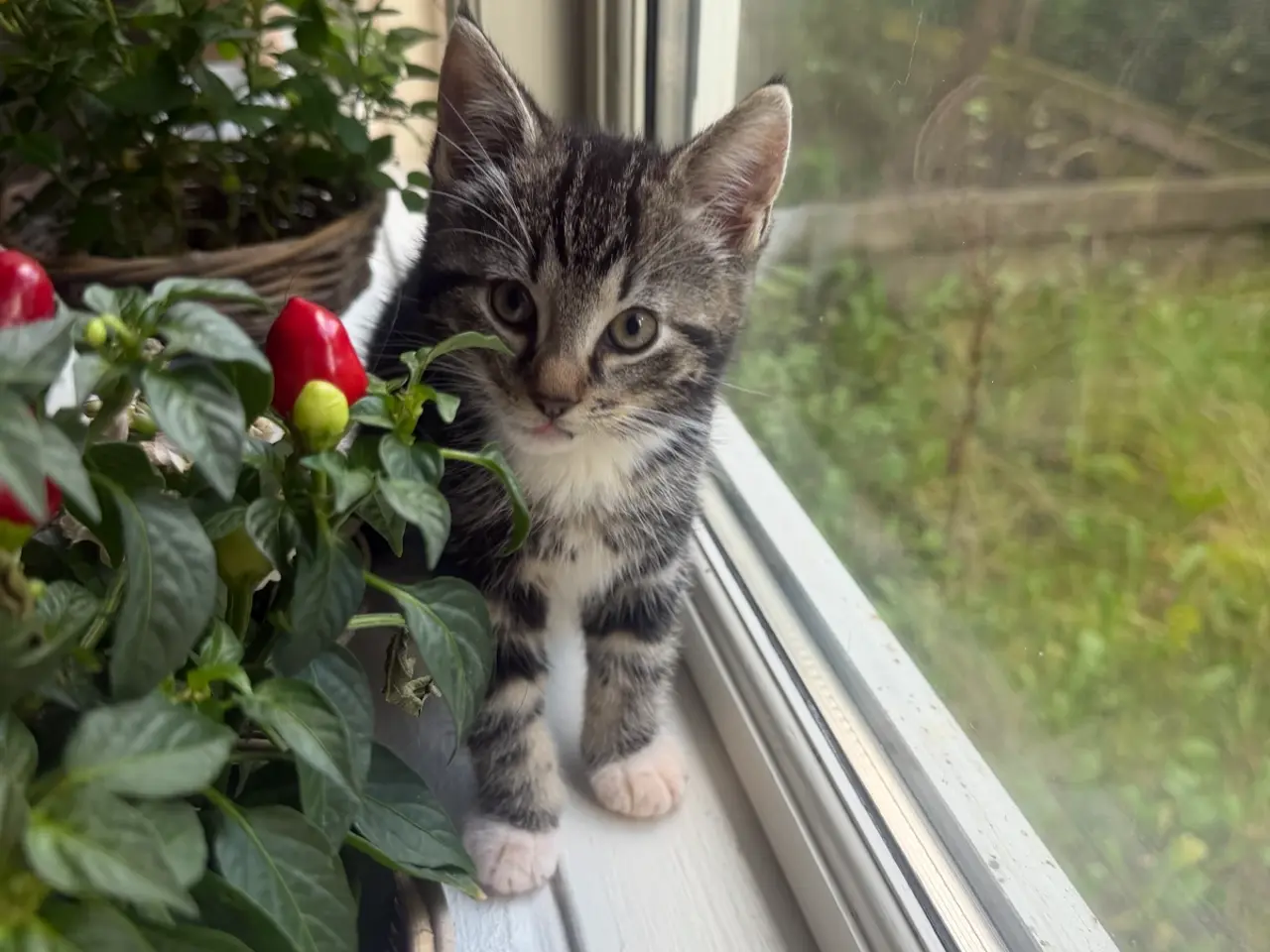 Billede 2 - 🐱 Sød hunkilling søger nyt hjem 🏡❤️