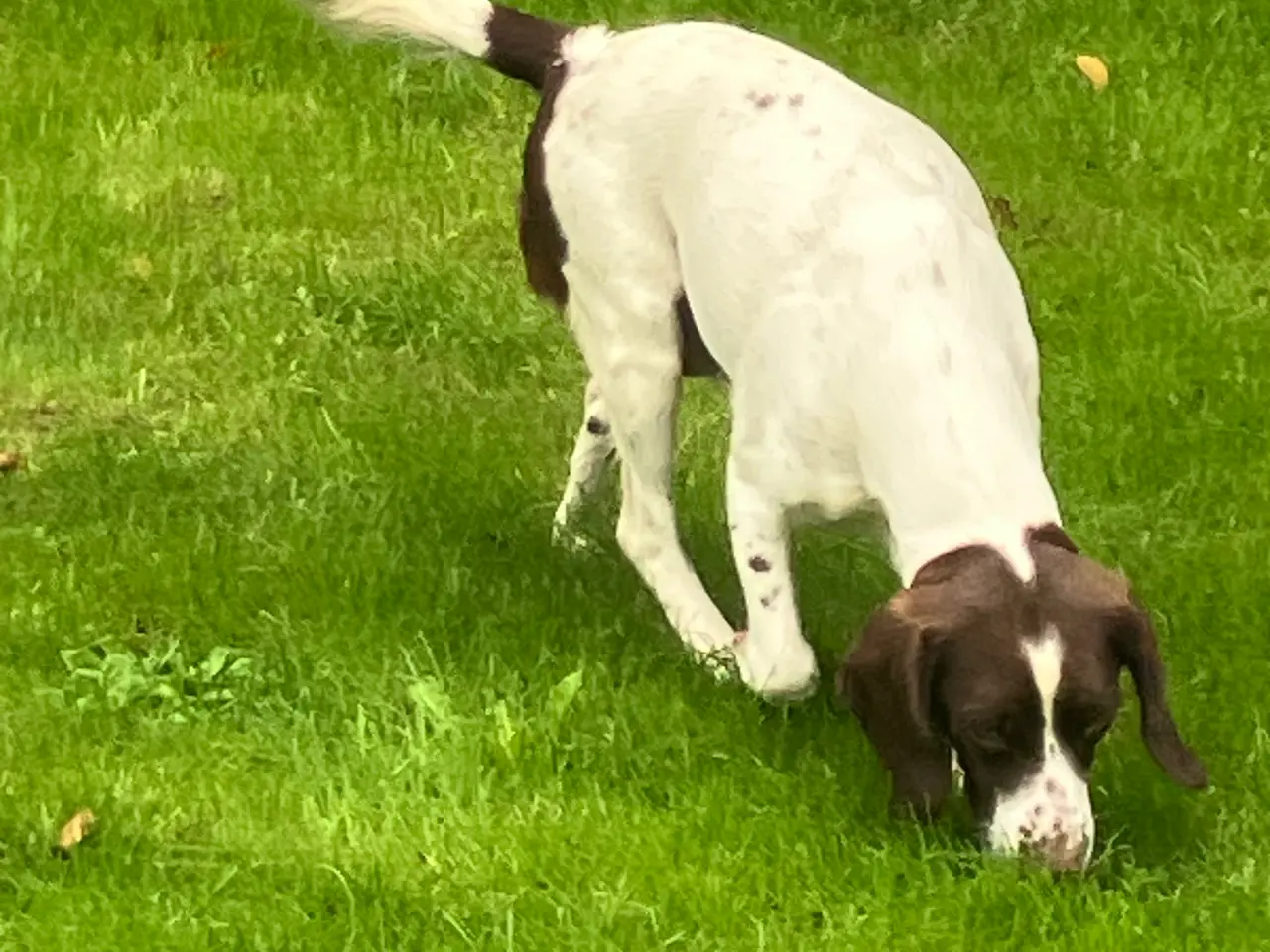 Billede 6 - Schæfer/ springer spaniel blanding 4 uger gamle