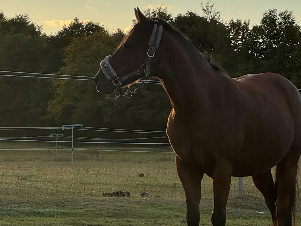 Billede 2 - All round kat 2 pony