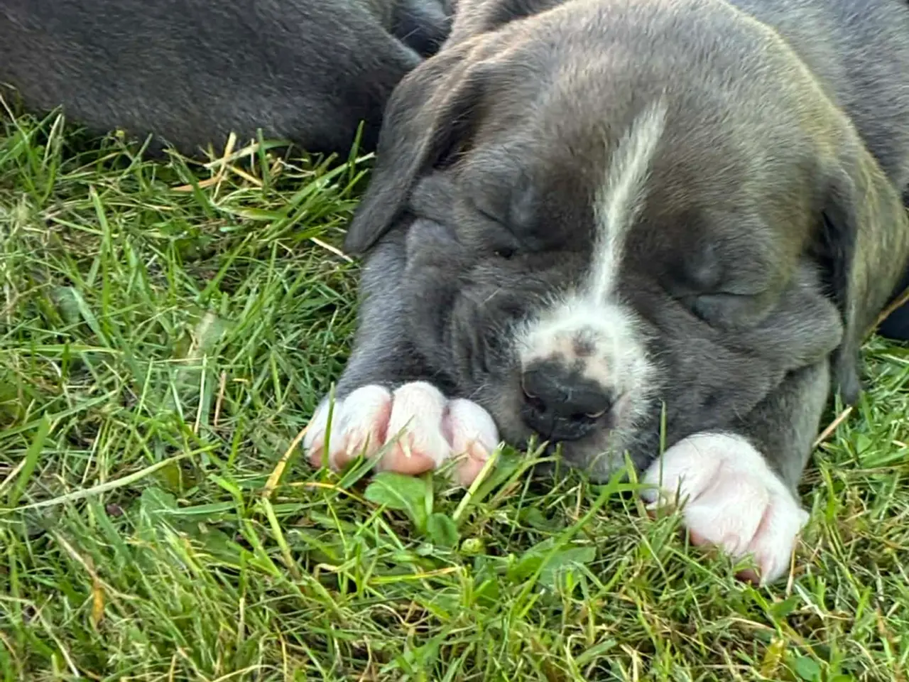 Billede 10 - Cane Corso tæve solvej
