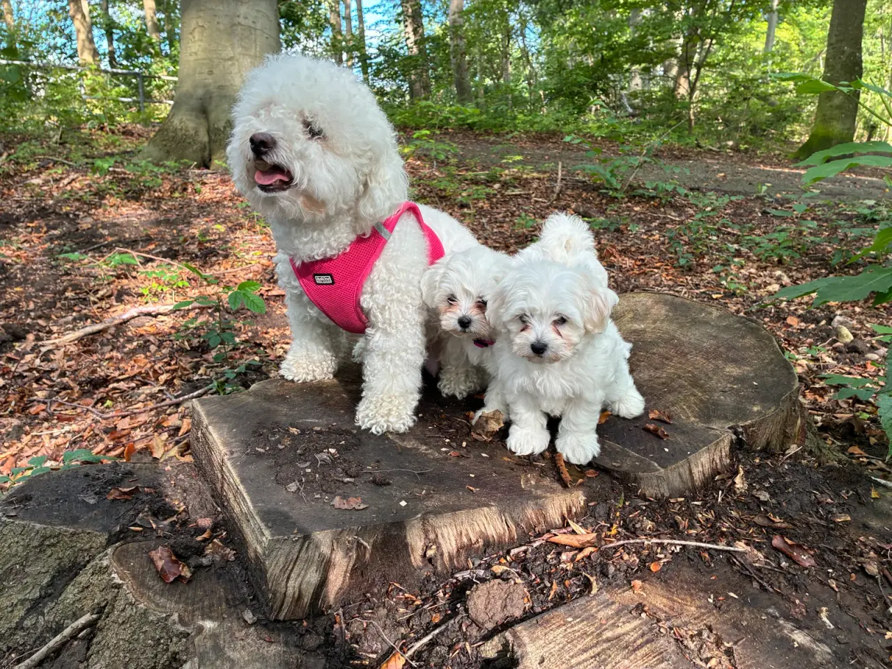 Billede 11 - 🐶💕 2 SKØNNE BICHON FRISÉ PIGEHVALPE SØGER DERES