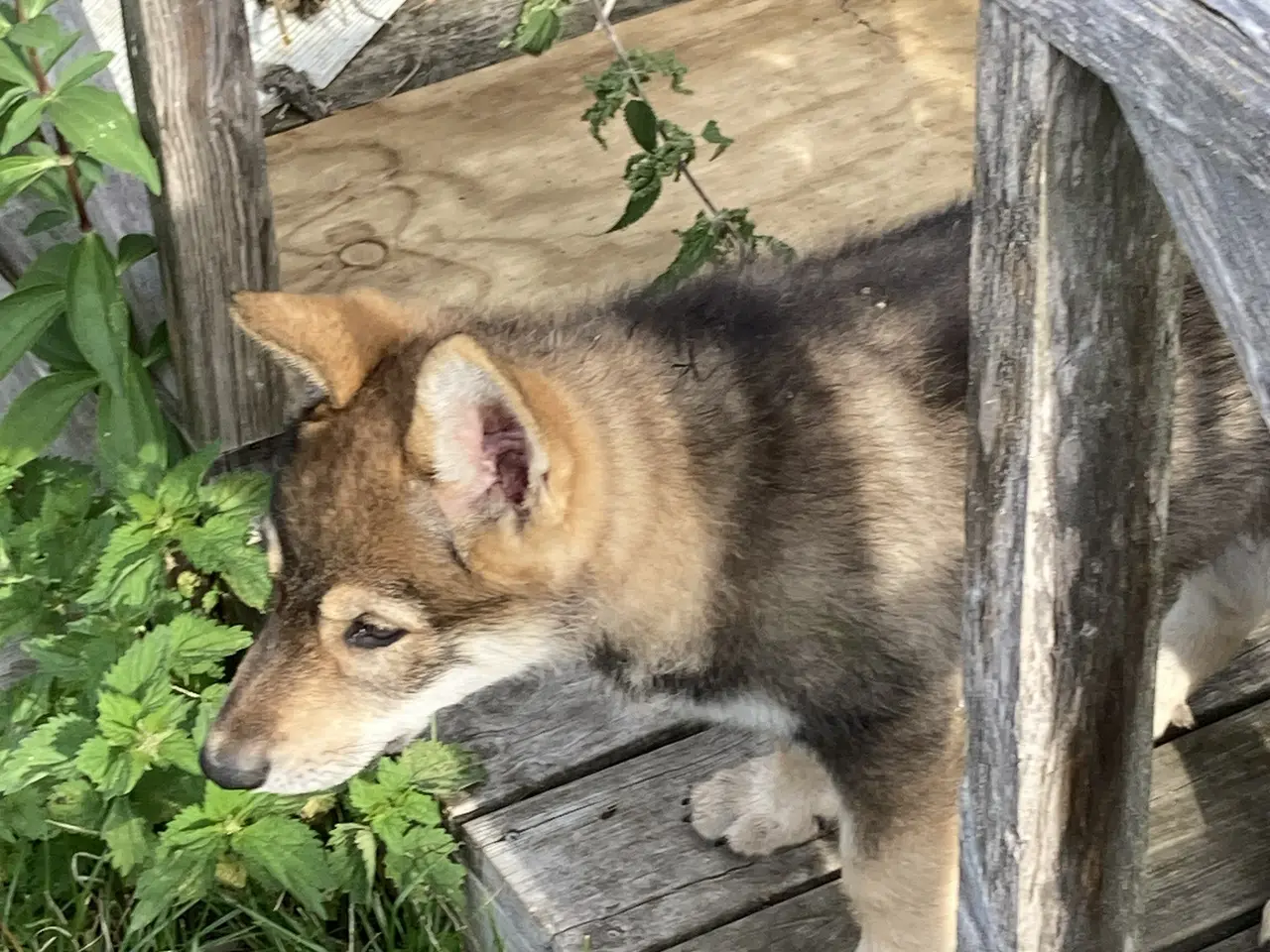 Billede 1 - Tjekkoslovakisk ulvehund / Saarloos mix