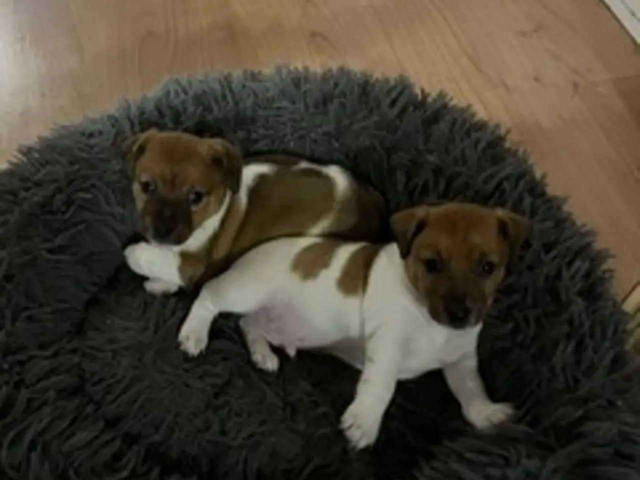 Billede 10 - Elmer, Jack Russel, 4½ uge gammel, født 25.9