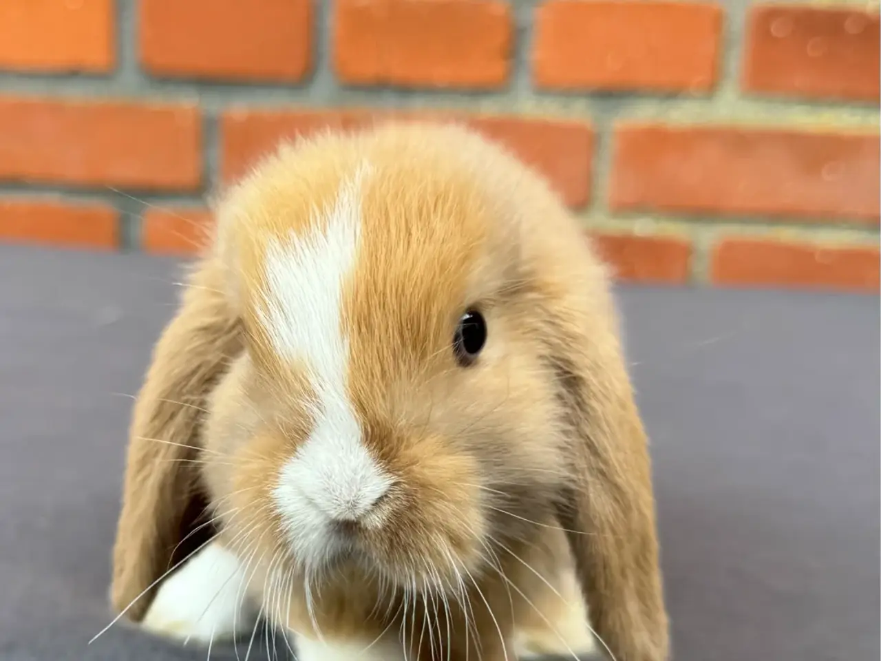 Billede 3 - Mini lop hankanin 