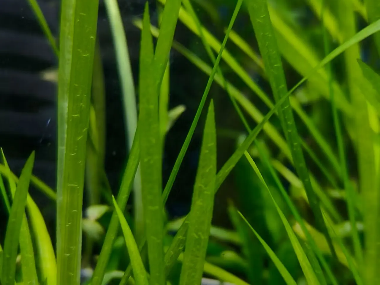 Billede 3 - Vallisneria planter