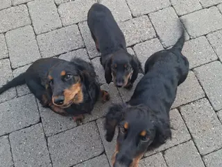 Langhåret gravhunde dværg/standard uden stamtavle 