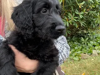 Goldendoodle 