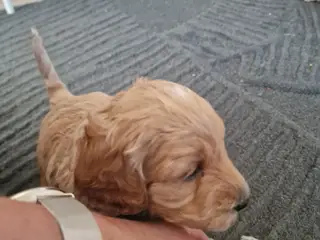 Golden doodle
