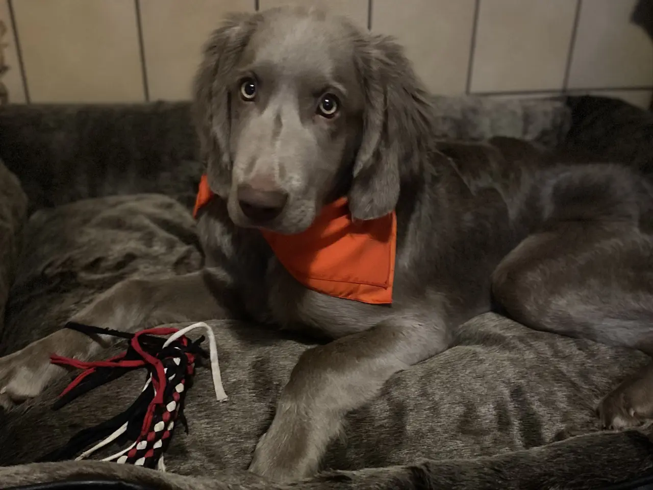 Billede 2 - Hundehvalp, sølvgrå med hvidt på bryst