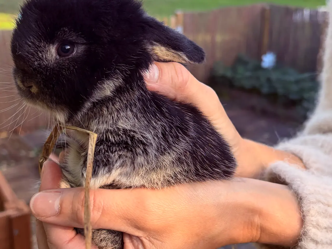 Billede 3 - Mini lop kaninunger