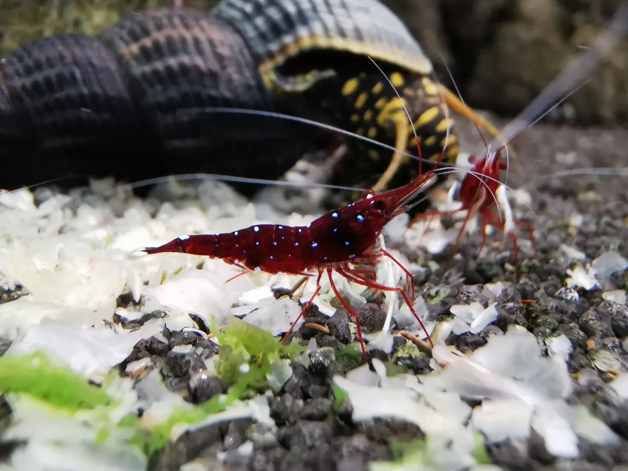 Billede 5 - Kardinalreje - Caridina Dennerli