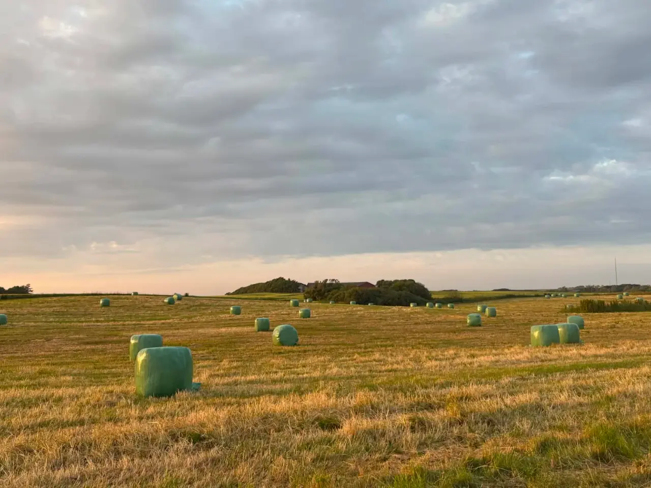 Billede 1 - Hø pakket i wrap