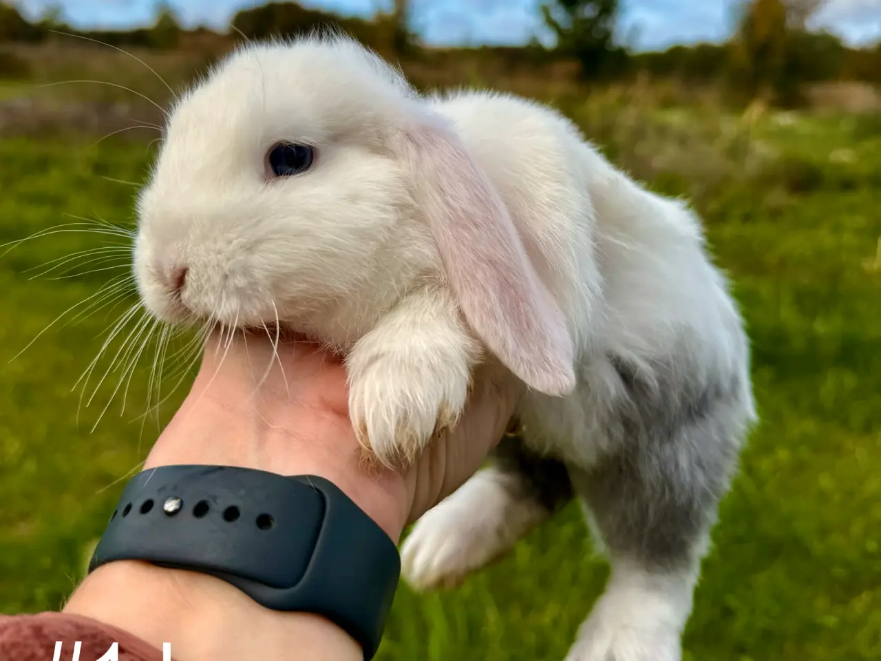 Billede 12 - 6 stk. Mini Lop unger