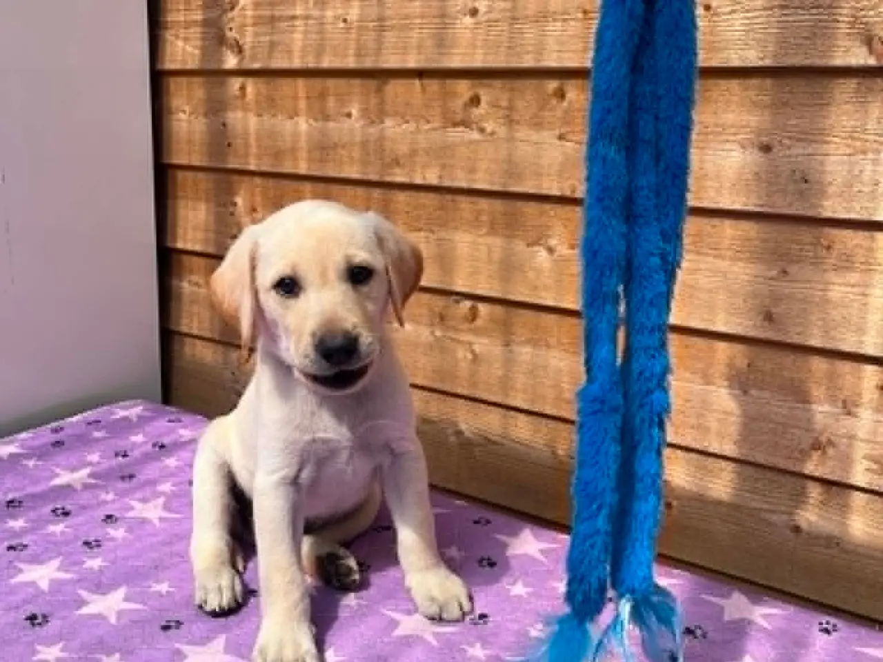 Billede 6 - 💛 Skøn gul Formel 1 Labrador han 💛