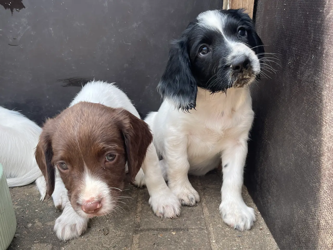 Billede 1 - FT Springer spaniels