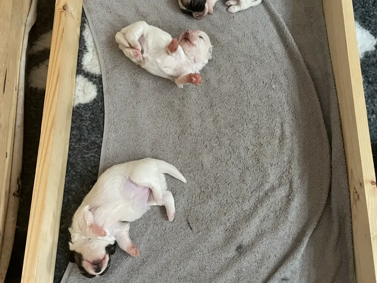 Billede 1 - Coton de Tulear hvalpe søger nyt hjem