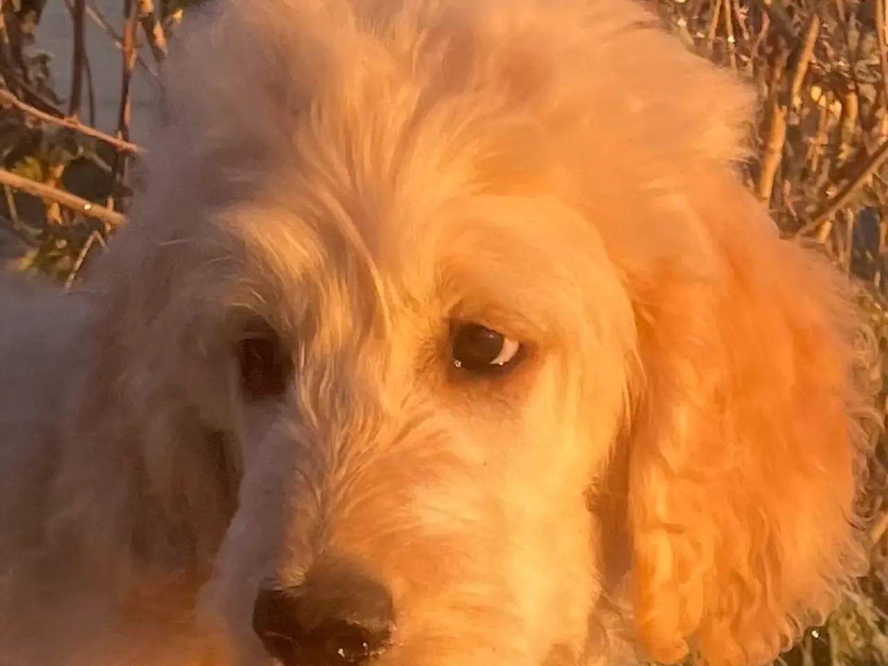 Billede 5 - Goldendoodle-HVALPE
