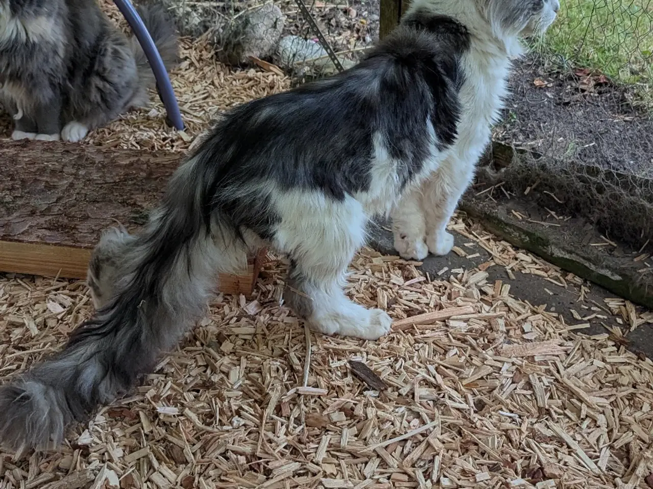 Billede 10 - En voksen Maine coon han
