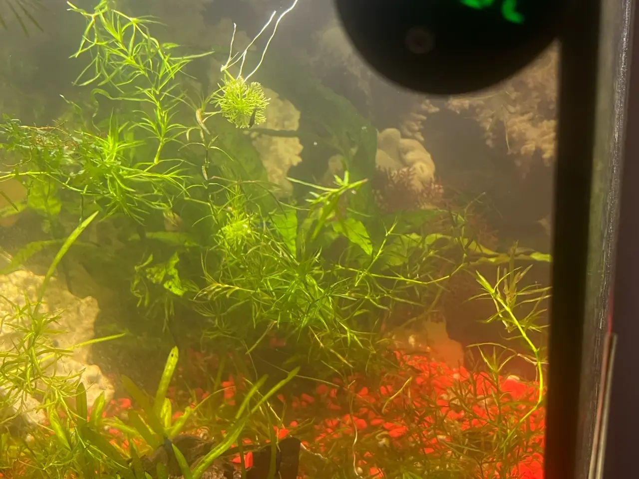 Billede 3 - Eheim akvarie