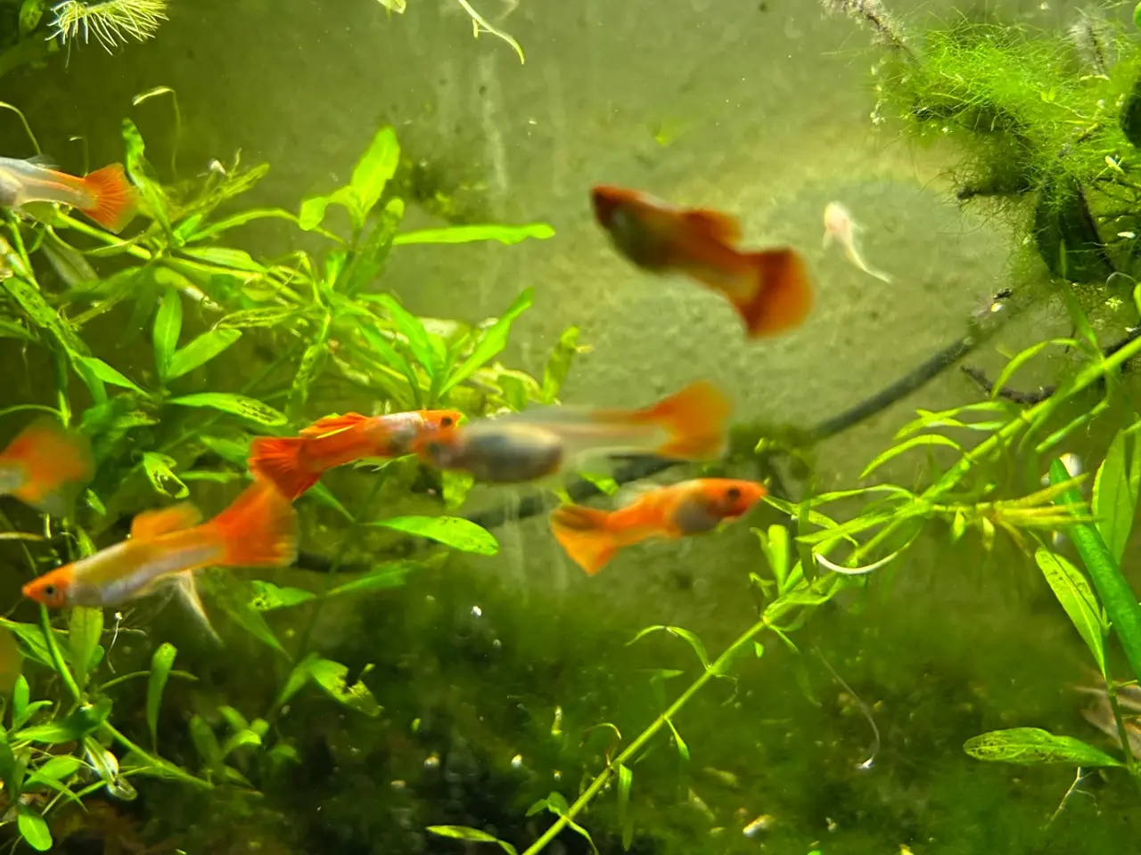 Billede 1 - 🐠❤️ Rednose Koi Guppy Par | Hvid Krop & Rød Hale