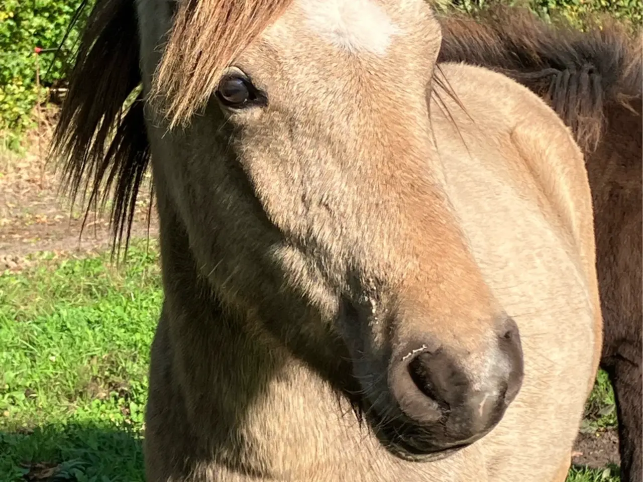 Billede 4 - Ponyhingst, 2 år