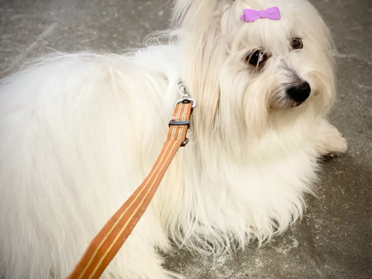 Billede 1 - Coton de Tulear med DKK stamtavle