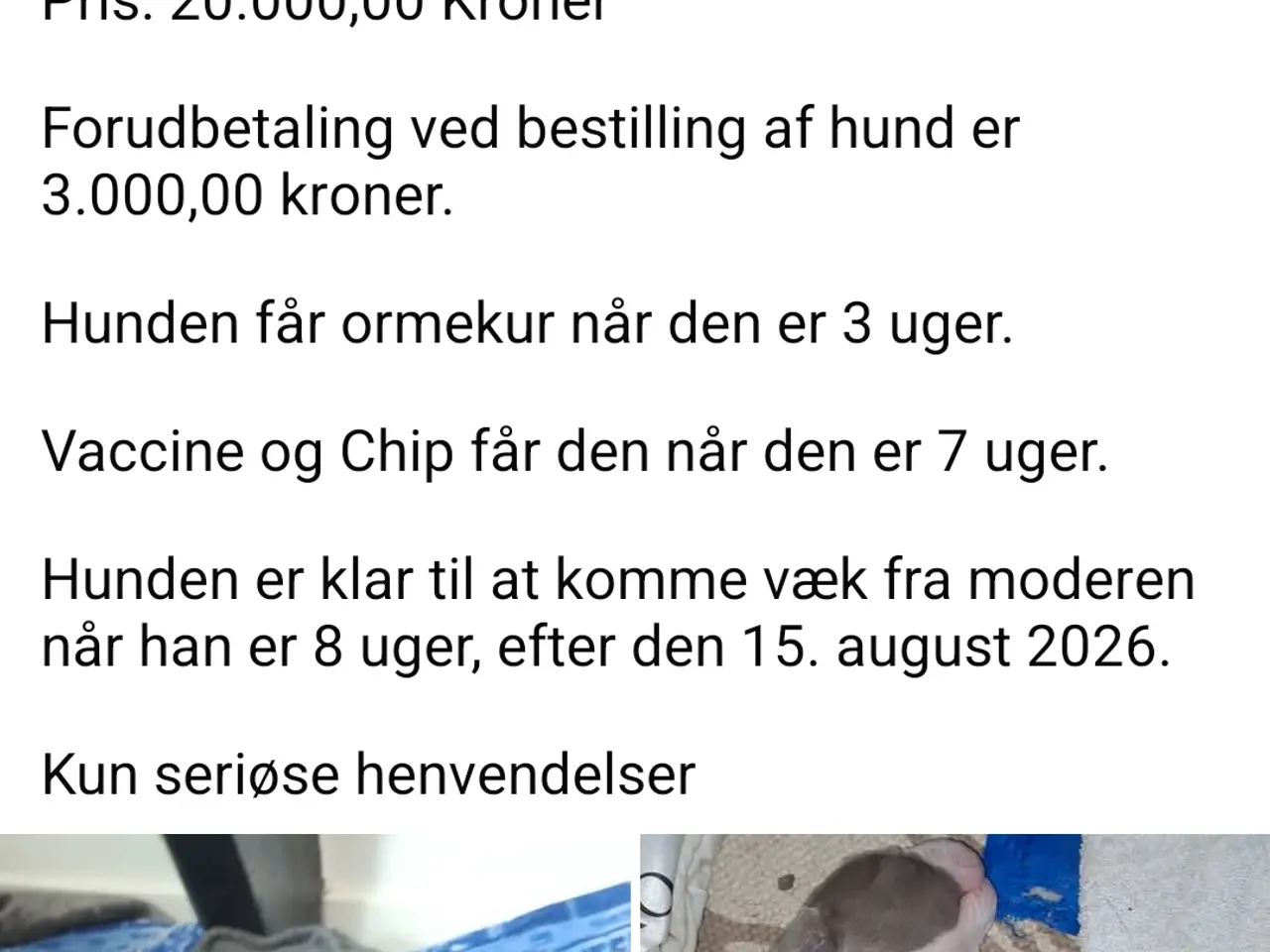 Billede 2 - Kun seriøse henvendelser tak.