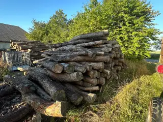 Brænde fyr træ 