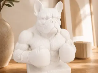 Boxer frenchie mat hvid