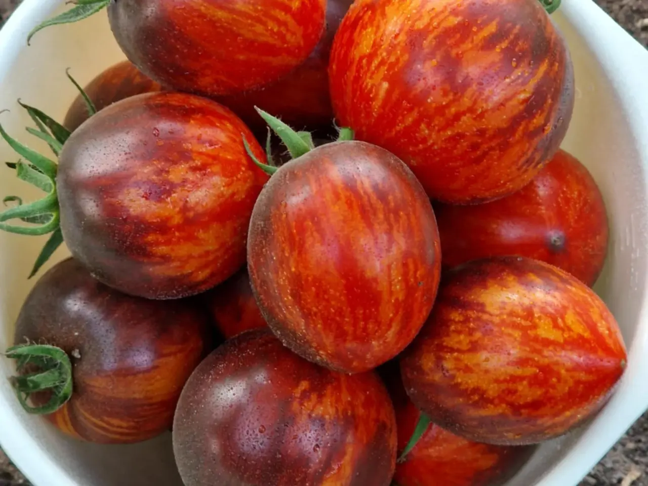 Billede 1 - TOMATFRØ - 300 sorter!!