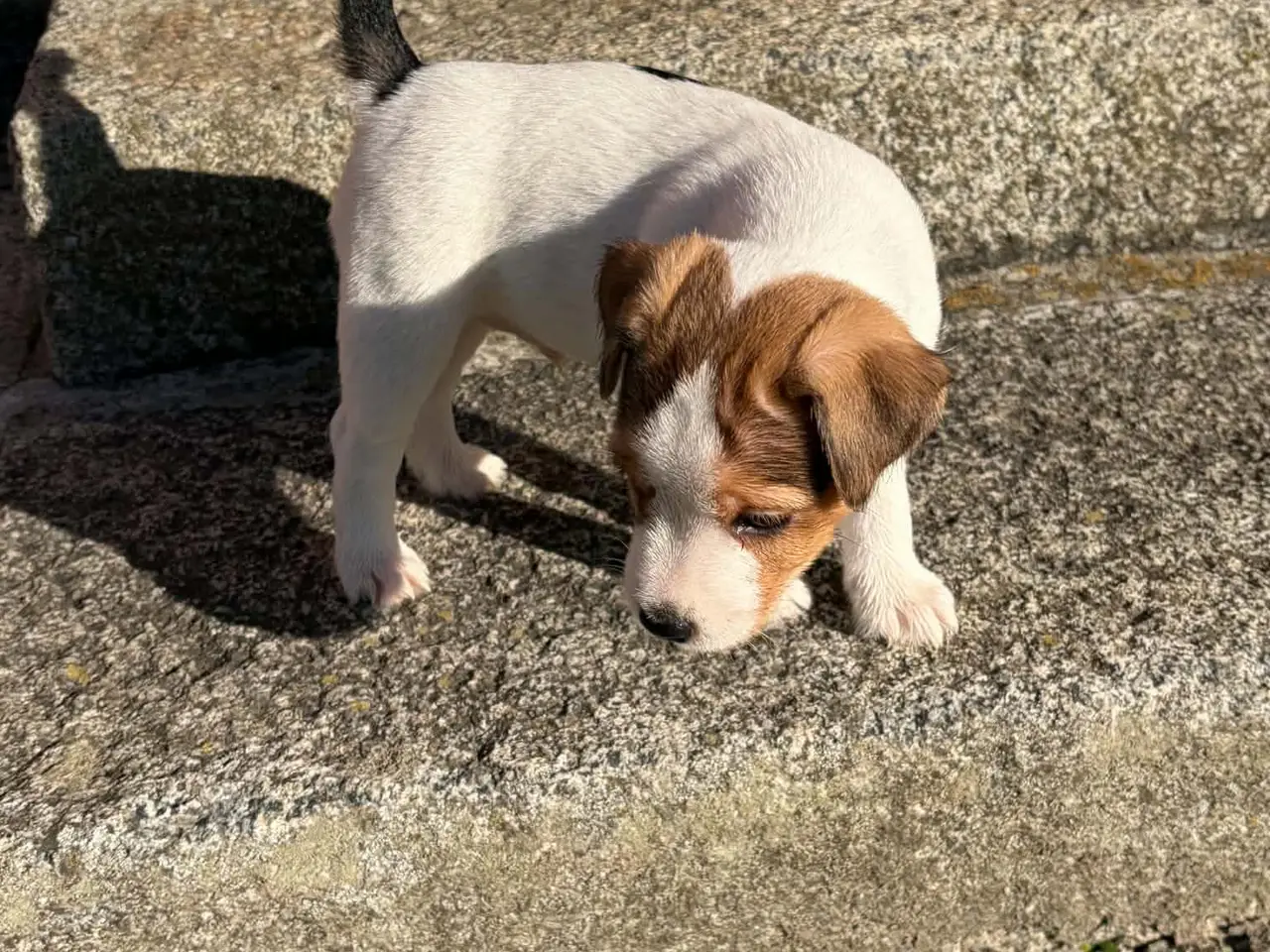 Billede 2 - Jack Russel (Parson) hvalpe, 3 hanner, 2 tæver