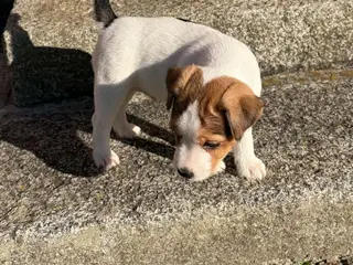 Jack Russel (Parson) hvalpe, 3 hanner, 2 tæver - 2