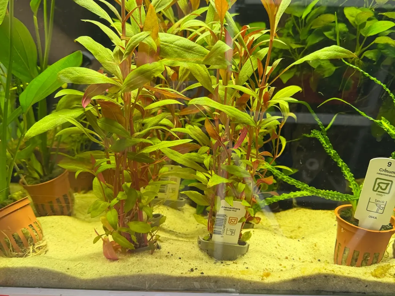 Billede 10 - Super flotte akvarieplanter fra 10kr.