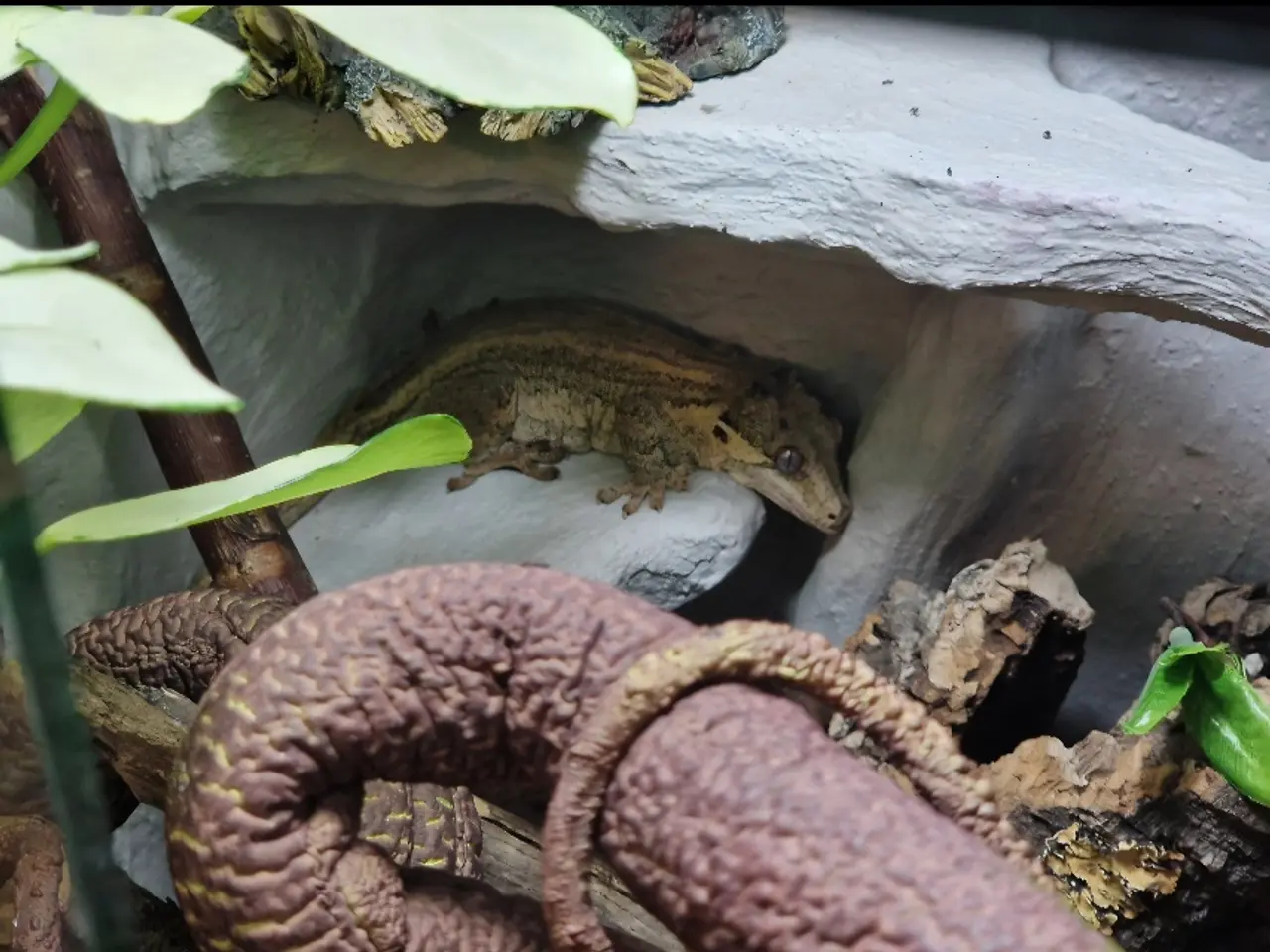 Billede 1 - gargoyle gecko + terrarie og udstyr